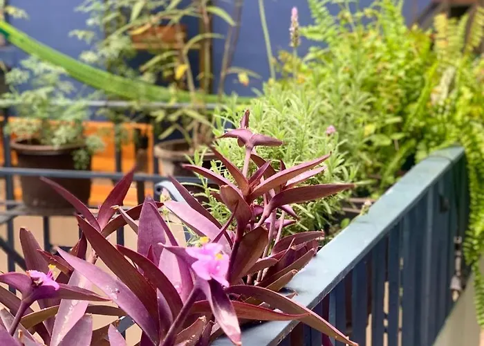 Latidos Del Centro De Cdmx Homestay *