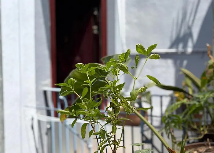 Latidos Del Centro De Cdmx Homestay